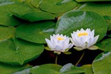 Water lilies