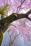 Sakura in Mist